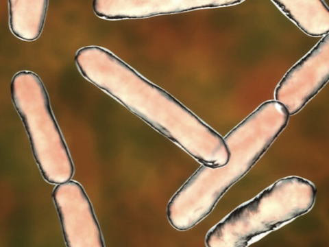 Your Bowel Movements ebook